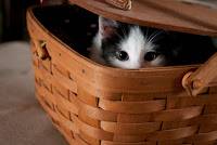 Gift Basket
